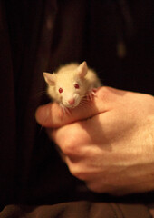 hand holding a rat