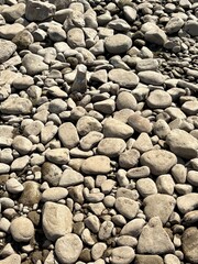 Close-up view of smooth, weathered river stones in various shapes and sizes, scattered naturally. The soft beige and grey tones highlight the organic texture and natural beauty of the rocky surface.