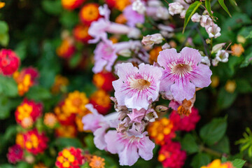 Colorful Flowers in Santa Cruz ,Torres Vedras