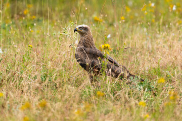 Milan royal,Milvus milvus , Red Kite