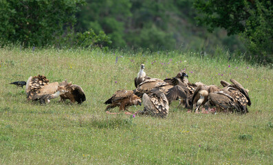 Vautour fauve,Gyps fulvus, Griffon Vulture, Parc naturel régional des grands causses 48, Lozere, France