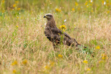 Milan royal,Milvus milvus , Red Kite