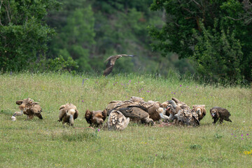 Vautour moine,Aegypius monachus, Cinereous Vulture, Vautour fauve,Gyps fulvus, Griffon Vulture,