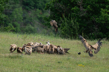 Vautour fauve,Gyps fulvus, Griffon Vulture, Parc naturel régional des grands causses 48, Lozere, France