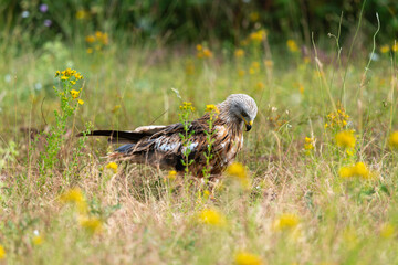 Milan royal,Milvus milvus , Red Kite