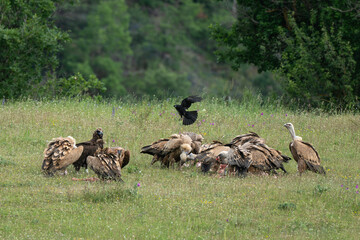 Vautour moine,Aegypius monachus, Cinereous Vulture, Vautour fauve,Gyps fulvus, Griffon Vulture, Grand Corbeau,Corvus corax, Northern Raven