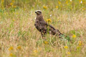 Milan royal,Milvus milvus , Red Kite