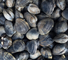 Palourde; ruditapes decussatus