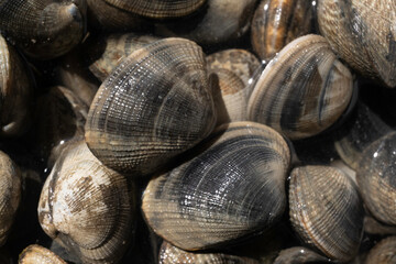 Palourde; ruditapes decussatus