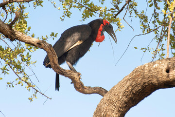 Bucorve du Sud, Grand calao terrestre, Bucorvus leadbeateri, Southern Ground Hornbill
