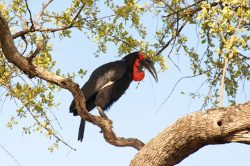 Bucorve du Sud, Grand calao terrestre, Bucorvus leadbeateri, Southern Ground Hornbill