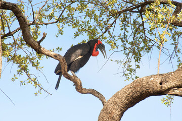 Bucorve du Sud, Grand calao terrestre, Bucorvus leadbeateri, Southern Ground Hornbill