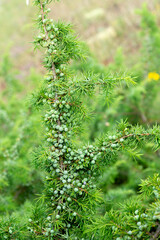 Genévrier commun, Juniperus communis