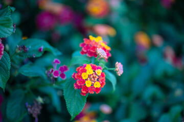 Colorful Flowers in Santa Cruz ,Torres Vedras