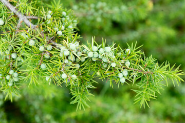 Genévrier commun, Juniperus communis