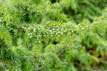 Genévrier commun, Juniperus communis