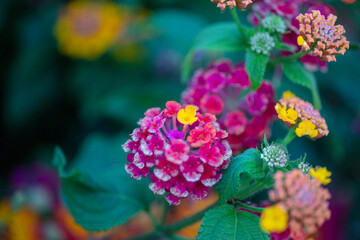 Colorful Flowers in Santa Cruz ,Torres Vedras
