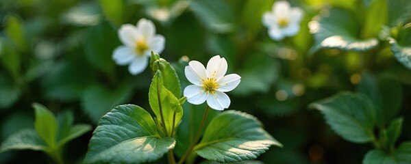 Fototapeta premium Delicate white flowers with yellow centers bloom in green foliage. Small blossoms peek through dense ivy leaves, offering fresh, natural garden scene. Sunlight creates bokeh effect on leaves, petals.