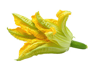 Fototapeta premium Fresh zucchini flower ready for culinary use in vibrant dishes