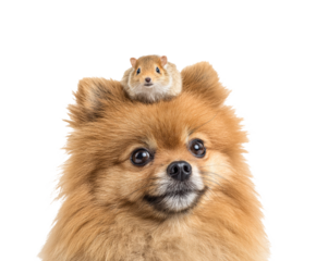 Playful dog and hamster friendship for fun pet design