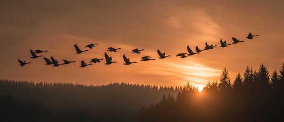 Migratory Birds Flying in Coordinated Formation