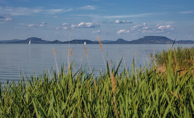 Lake Balaton with sailboats and reeds from shoreline view, Hungary.