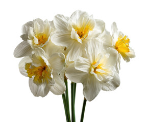 Naklejka premium Daffodil bouquet for spring decoration and celebration