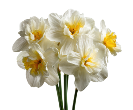 Daffodil bouquet for spring decoration and celebration