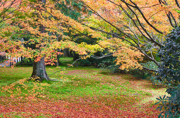 大原　三千院　有清園　美しい紅葉　散りもみじと緑の苔（日本京都府京都市）Ohara Sanzen-in Temple (Sanzenin Temple), Yuseien Beautiful autumn leaves: Fallen maples and green moss(Kyoto City, Kyoto Prefecture, Japan)