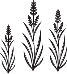 Lavender Flower Sprigs Black Line Art