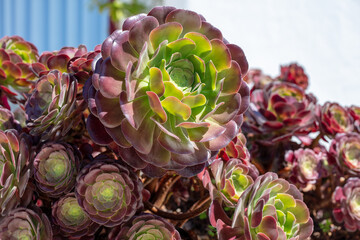 Colorful Flowers in Santa Cruz ,Torres Vedras