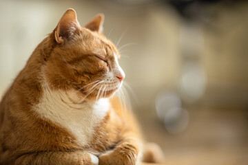 Peaceful Ginger Senior Cat Resting Indoors with Eyes Closed - Close-up Portrait with soft Bokeh...