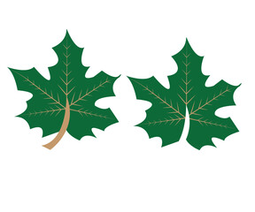 Leaf simple line icons set. Leaf icon vector. Leaf Icon. Environment and Nature Symbol. Green leaf icons set. Leaves icon on isolated background. Collection green leaf.