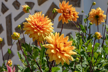 Colorful Flowers in Santa Cruz ,Torres Vedras