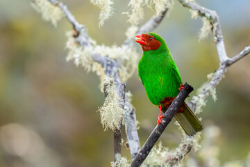 Grass-green tanager (Chlorornis riefferii) perched on a mossy tree in the cloud forest, Mindo road, Cusco, Peru 