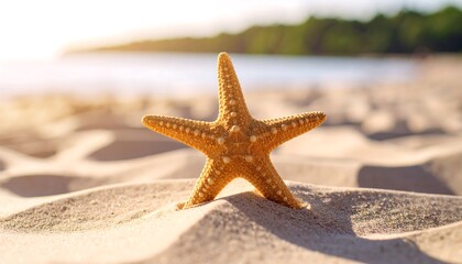 Starfish on golden beach at sunset