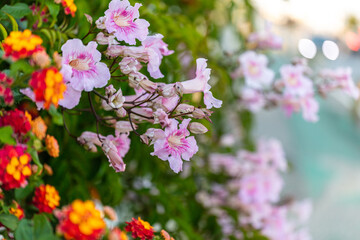 Colorful Flowers in Santa Cruz ,Torres Vedras