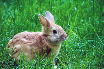 Cute brown rabbit sitting in vibrant green grass, enjoying a peaceful natural environment