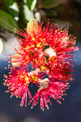 Colorful Flowers in Santa Cruz ,Torres Vedras