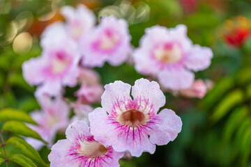 Colorful Flowers in Santa Cruz ,Torres Vedras