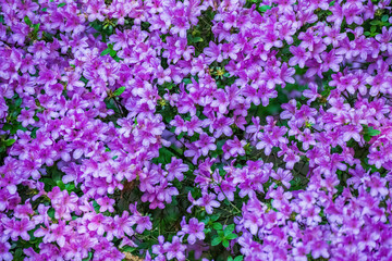 Obraz premium Vibrant purple azalea flowers blooming abundantly in spring garden. Dense clusters of bright pink-purple blossoms covering shrub.