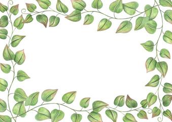 Green vine leaf branch watercolor horizontal border on isolated background. Climbing plant or bindweed template with empty space for text. Floral illustration for wedding invitations, greeting cards.