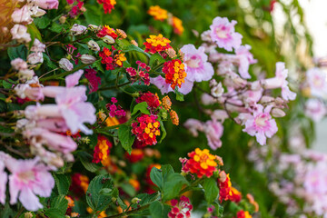Colorful Flowers in Santa Cruz ,Torres Vedras
