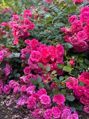 rose bush in the garden