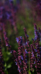 Salvia nemorosa. Bright lilac flowers grow in a greenhouse at a plant nursery.