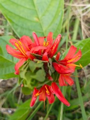 Fototapeta premium A close-up shot of a red button spiral ginger (Costus woodsonii) with vibrant red bracts and yellow stamens, blooming from a conical bud. 