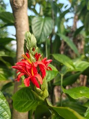 A close-up shot of a red button spiral ginger (Costus woodsonii) with vibrant red bracts and yellow stamens, blooming from a conical bud.
