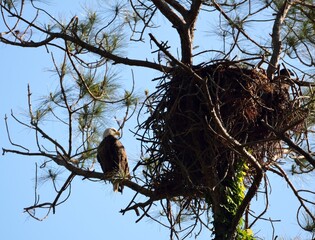 Eagles nest at forest area