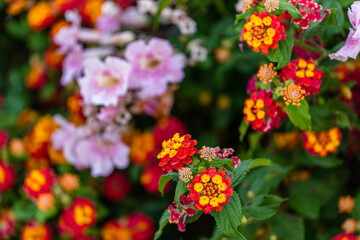 Colorful Flowers in Santa Cruz ,Torres Vedras