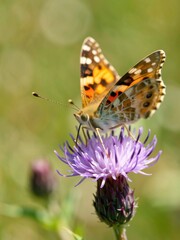 Obraz premium Butterfly pollinating flower natural habitat macro photography bright green background close-up view nature's beauty